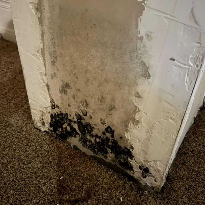 Professional Mold Removal in Warrenton, VA